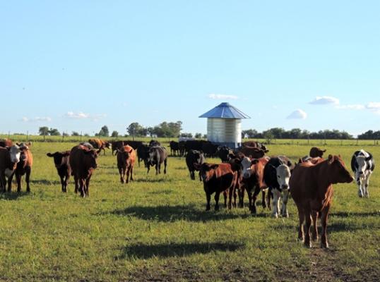 inta_feedlot_ecologico_0