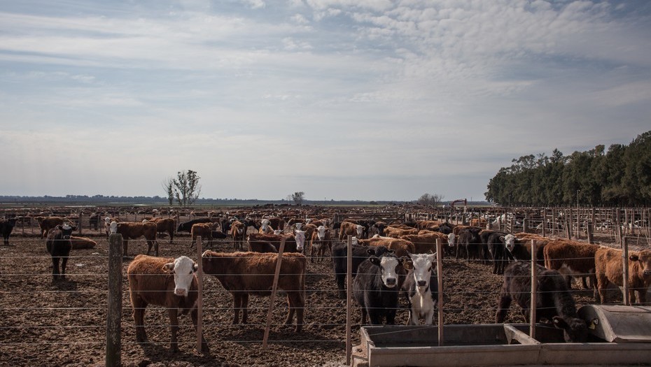 Cámara Argentina de Feedlot