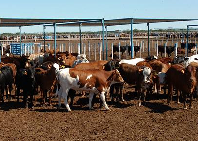 feedlot-enfermedades