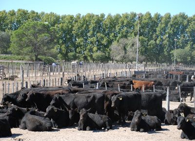 feedlot-asi-ganadero