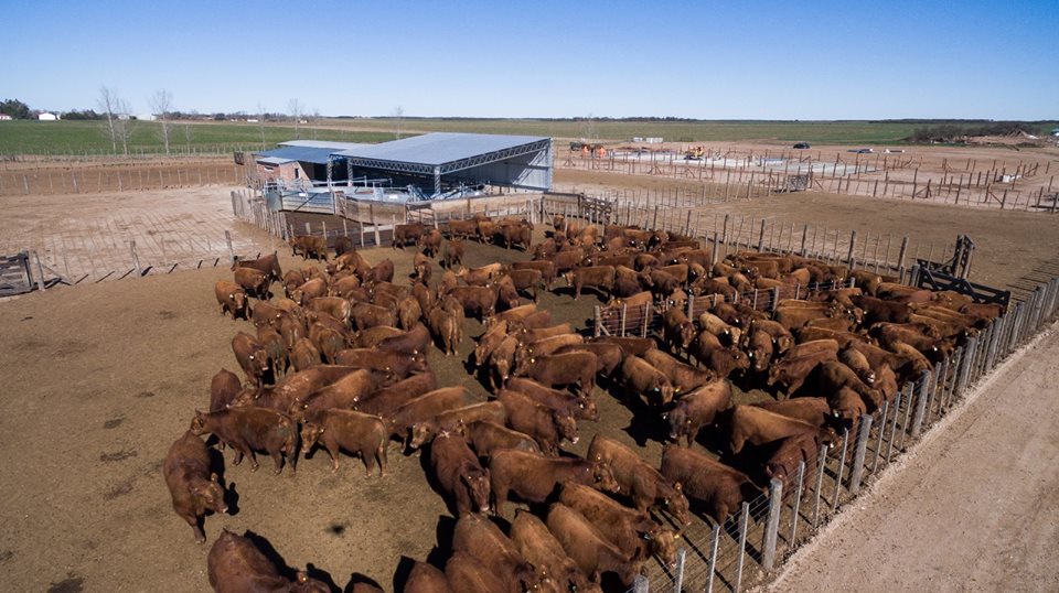 feedlot