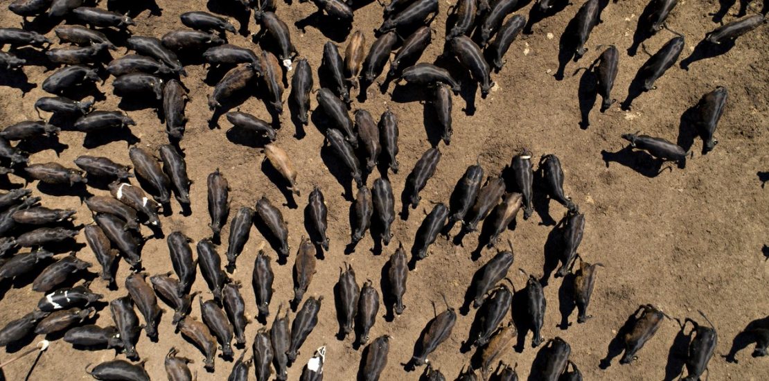 feedlot asi ganadero